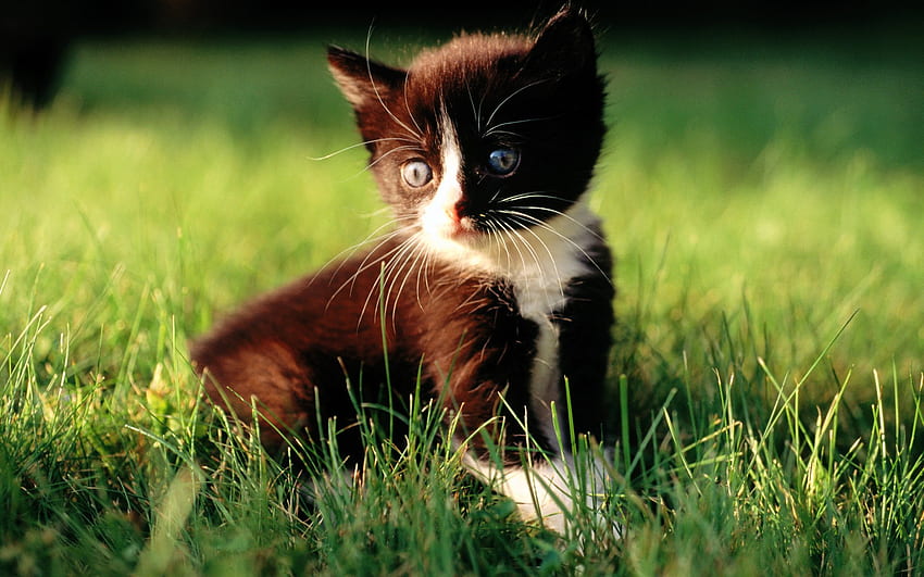 VERY ADORABLE CUTE KITTY IN GRASS, named, kitty, cute, adorable, stella HD wallpaper