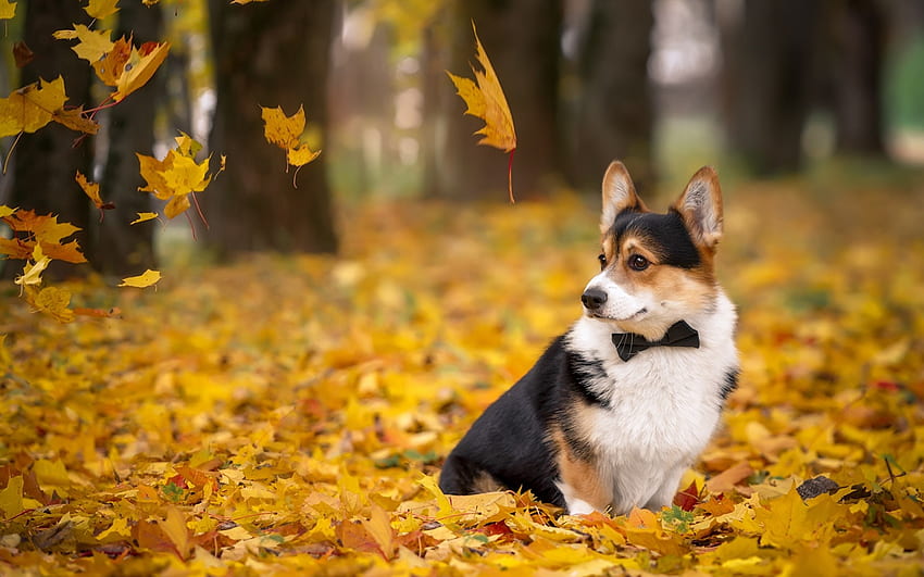 Corgi Background, Aesthetic Corgi Hd Wallpaper 