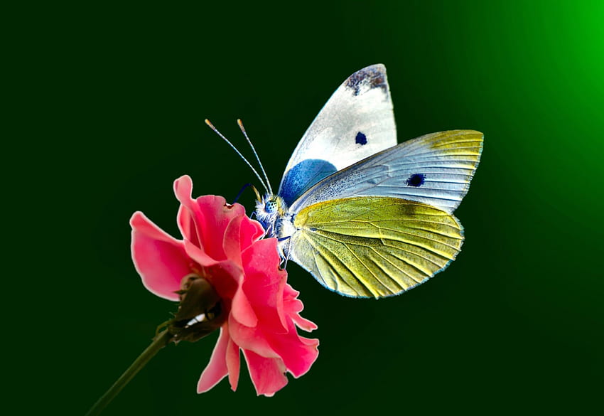 *蝶*、自然、蝶、動物、花 高画質の壁紙
