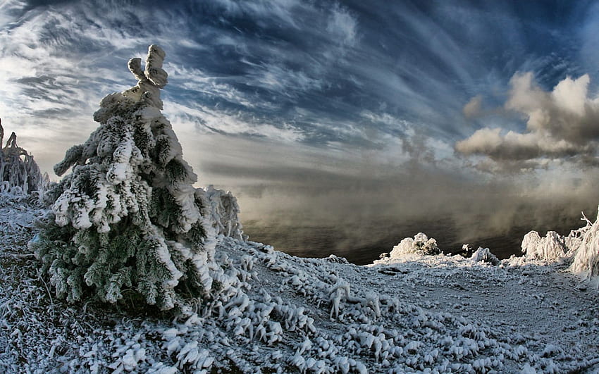 Winter, Nature, Sky, Clouds, Snow, Spruce, Fir, Steam, Severity, Heaviness, Blackness HD wallpaper