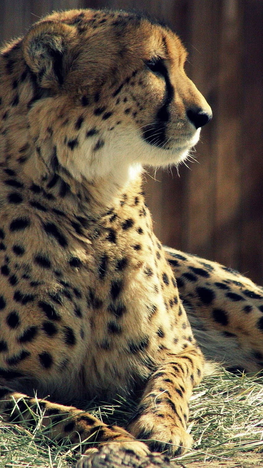 Cheetah wild HD phone wallpaper  Peakpx