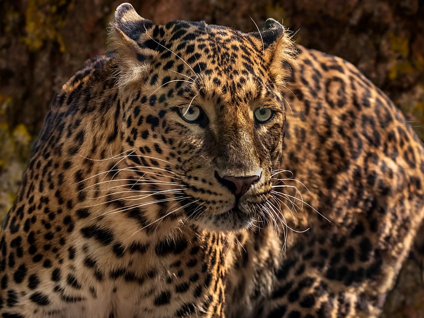 Animals, Jaguar, Muzzle, Close-Up, Predator, Big Cat, Wild HD wallpaper