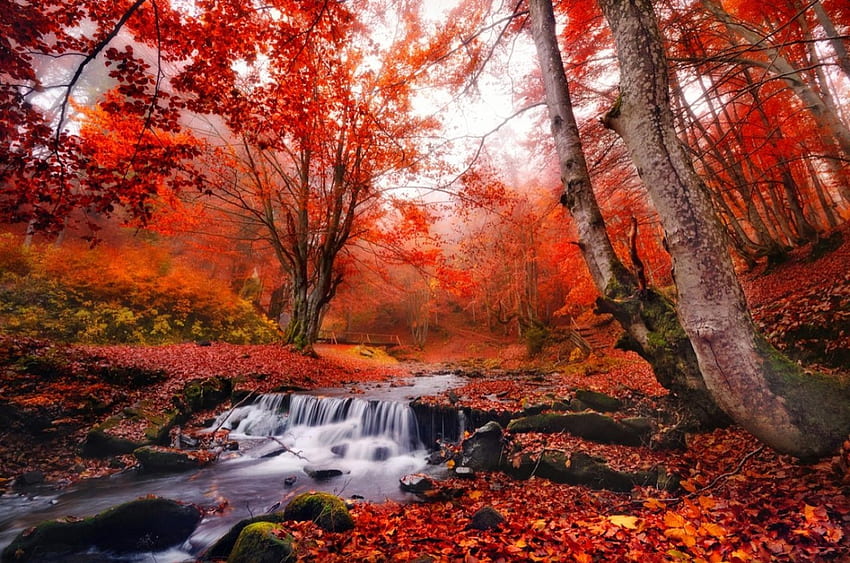Есенна гора, рекичка, склон, есен, цветове, красиво, спокойствие, листа, червено, дървета, есен, гора, зеленина, поток HD тапет