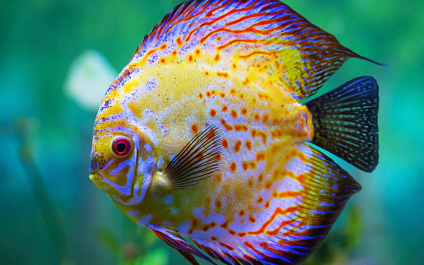 Beautiful discus fish aquarium animals [] for your , Mobile & Tablet. Explore Discus Fish . Discus Fish , Fish , Fish Background HD wallpaper