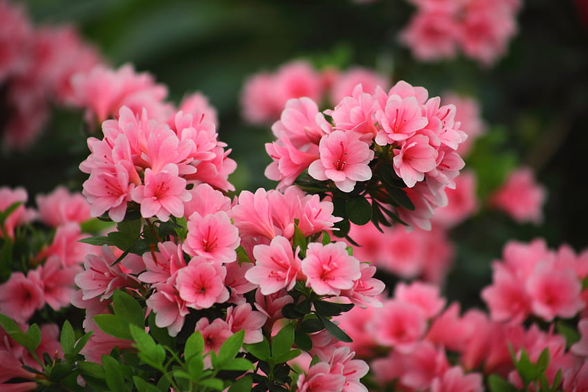 Mekar, musim semi, bunga merah muda, alam Wallpaper HD