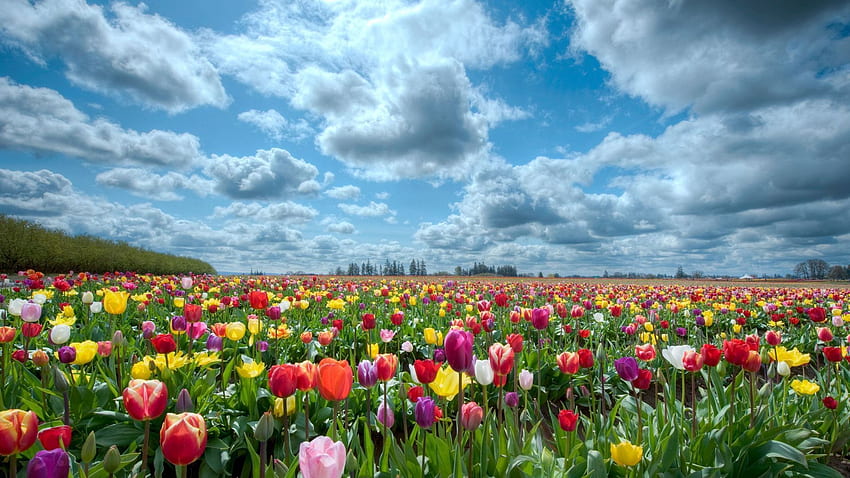 Nature, Flowers, Sky, Tulips, Field HD wallpaper