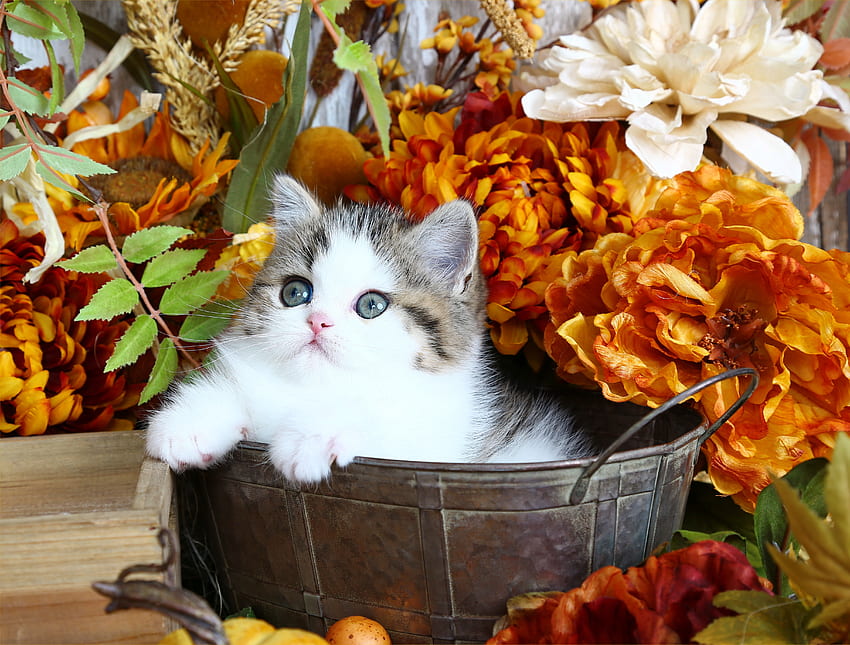 花の中で、子猫、甘い、キティ、かわいい、猫、ふわふわ、バスケット、花、愛らしい、ポット 高画質の壁紙