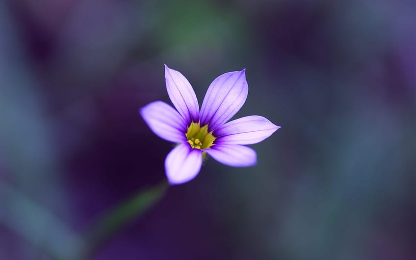 Hochauflösender Hintergrund, einzelne Blume HD-Hintergrundbild