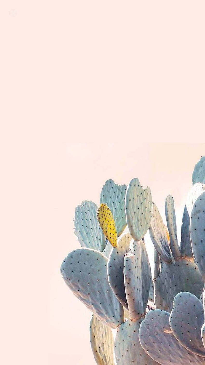 colourful cactus. Cute , background, iPhone, Cool Cactus HD phone wallpaper