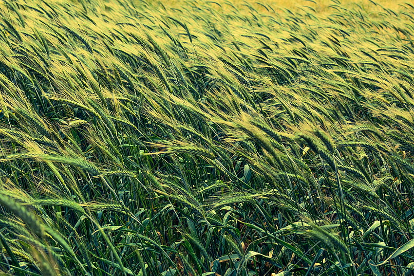 Природа, поле, зърнени култури, ечемик HD тапет