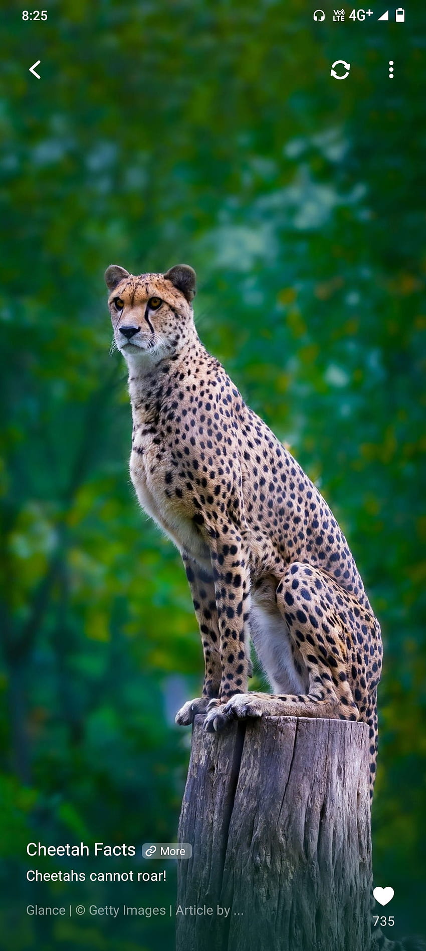Tiger, Landtier, Leopard HD-Handy-Hintergrundbild