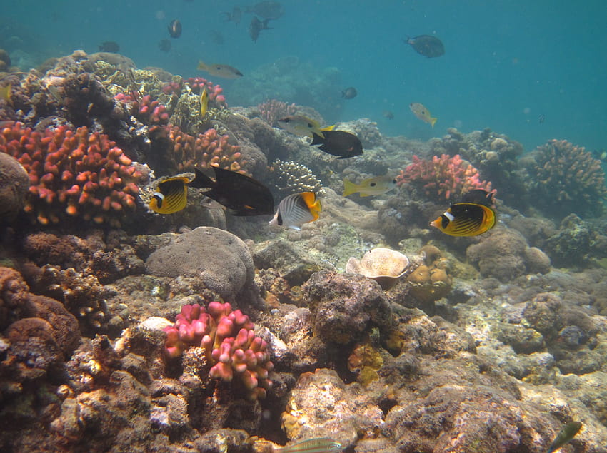 Scena di corallo del Mar Rosso, Chaetoceros, Mar Rosso, pesci farfalla, coralli, lunula Sfondo HD