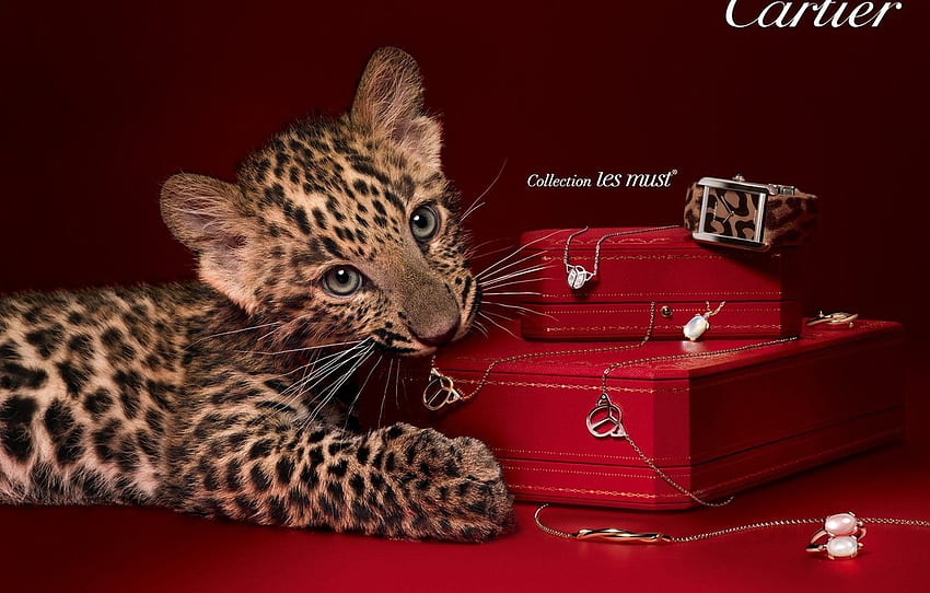 decoration, watch, ring, leopard, brand, box, chain, Cartier for , section стиль, Cartier Logo HD wallpaper