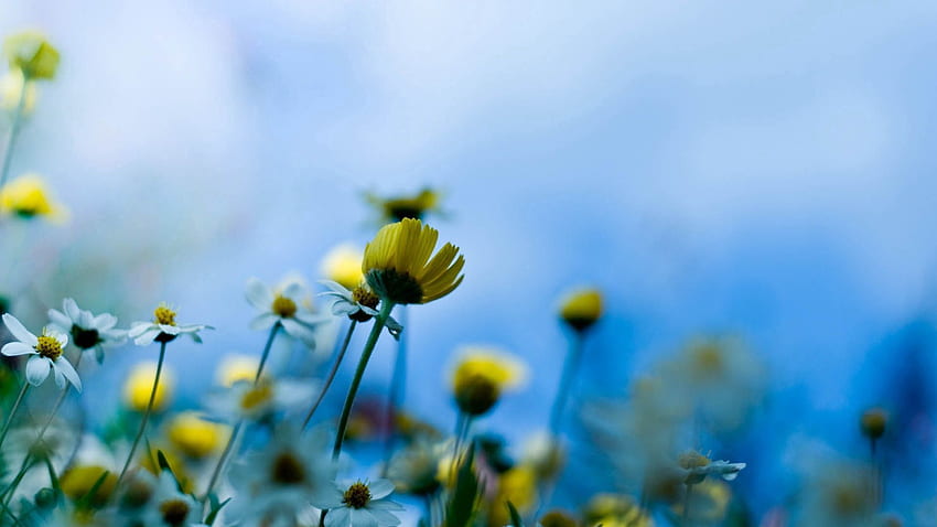 Flowers, Background, Macro, Blur, Smooth HD wallpaper