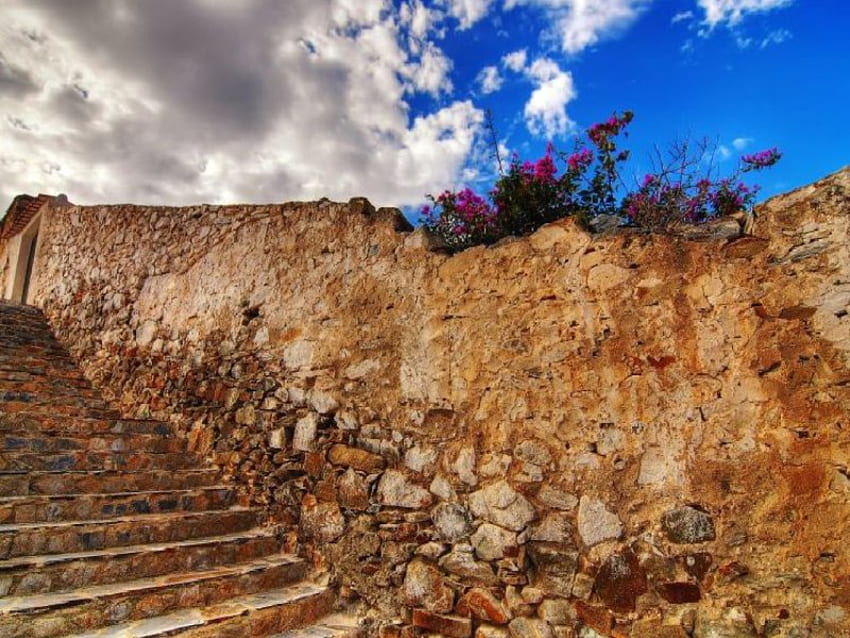stairs goes to flowers, stairs, flowers HD wallpaper