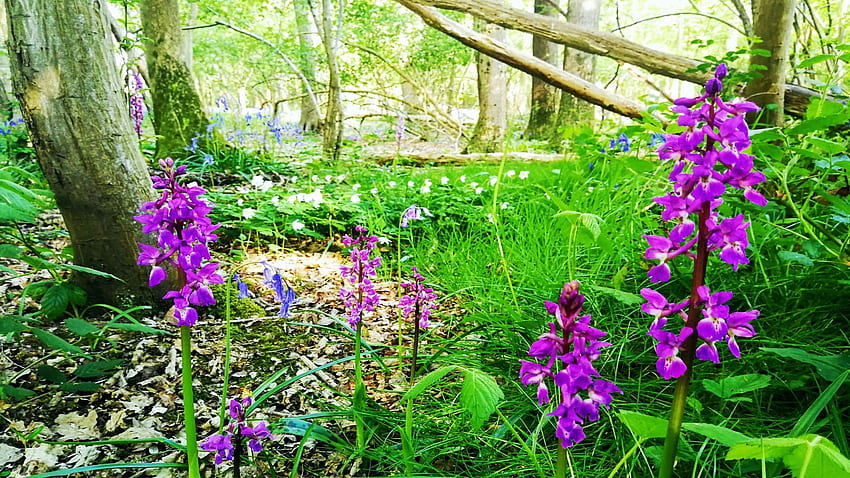Wild orchids in an ancient woodland, UK, trees, wildflowers, plants, blossoms, england HD wallpaper