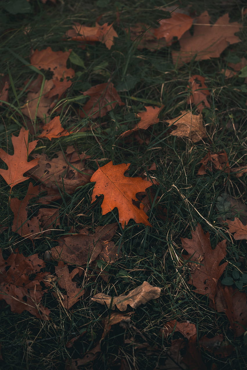 自然, 草, 秋, シート, 葉, オーク HD電話の壁紙