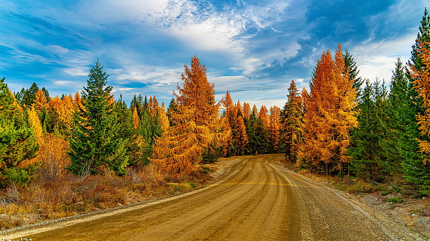 Пътна пътека между зелено, жълто, оранжево, есенни дървета, слънчева светлина под бели облаци, синьо небе, природа HD тапет