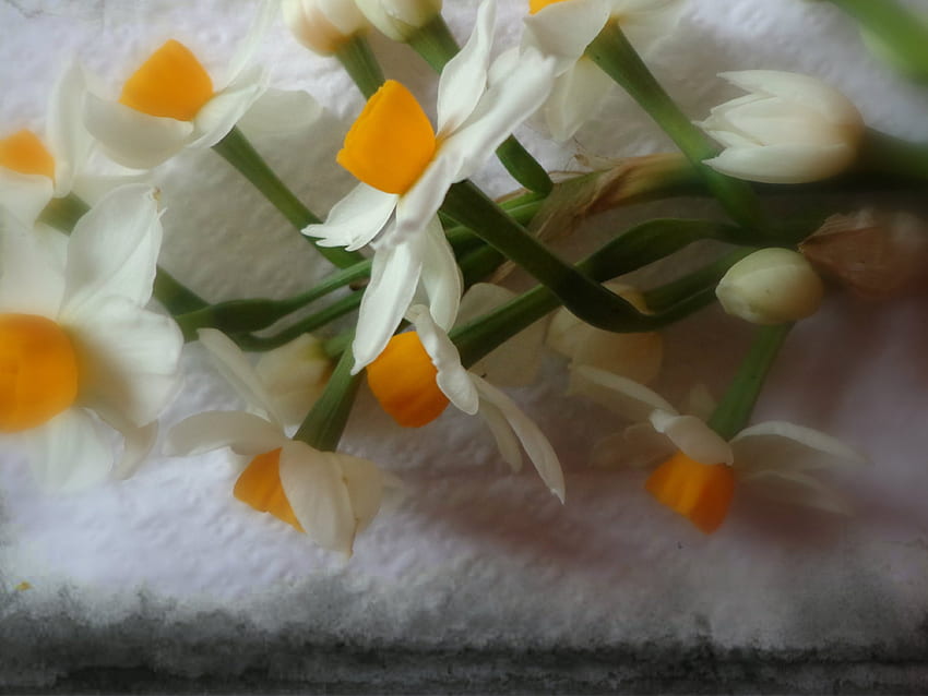 ~ NARCISSUS ~, white, flowers, narcissus, yellow HD wallpaper