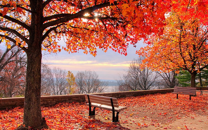Mississippi River in Autumn, relaxing, bench, graphy, attractions in dreams, colors, beautiful, creative pre-made, getaway, landscapes, love four seasons, trees, nature, Mississippi River, rivers, places, stunning HD wallpaper