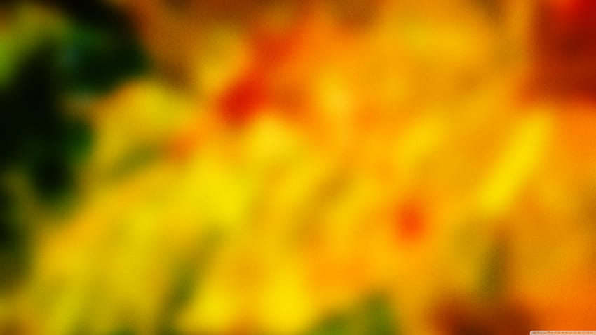 cálido, naturaleza, verde, naranja, amarillo, grafía macro, hoja, luz, primer plano, flor, planta fondo de pantalla