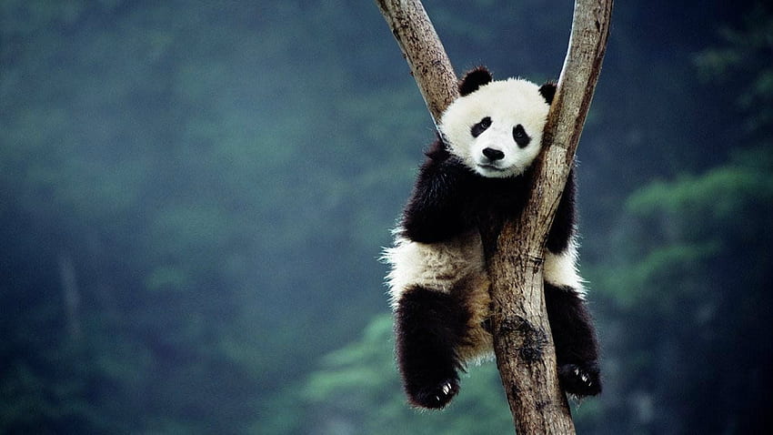 Панда . Сладка панда, забавна панда и панда емоджи HD тапет