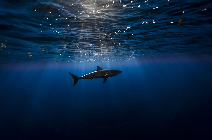 qualidade de pc tubarão. Grande tubarão branco, Tubarões brancos, Debaixo d'água, Ultra Tubarão papel de parede HD