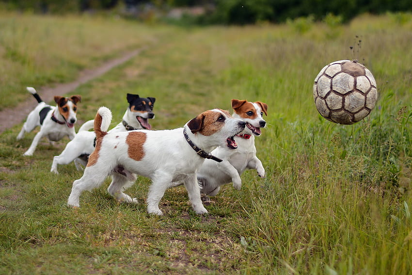 Animals, Dogs, Grass, Ball, Playful, Puppies HD wallpaper