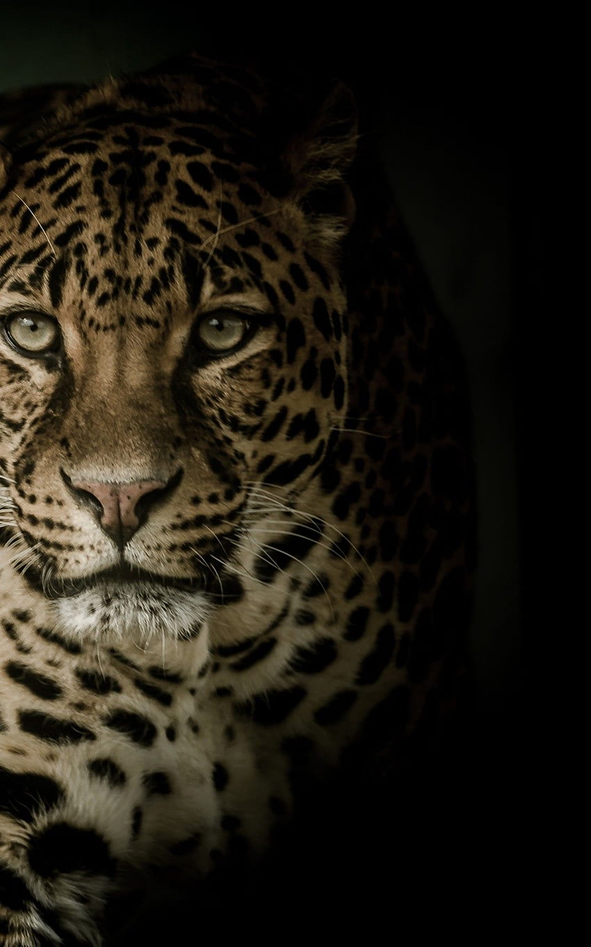 Leopard, Wild, Raubtier, Großkatzen, Kindle Fire Cat HD-Handy-Hintergrundbild