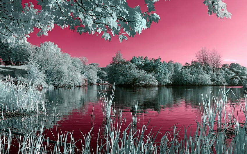 핑크와 블랙, 여름, 색상, 풍경, 아름다운, 두 가지 색상, 화려함, 호수 HD 월페이퍼