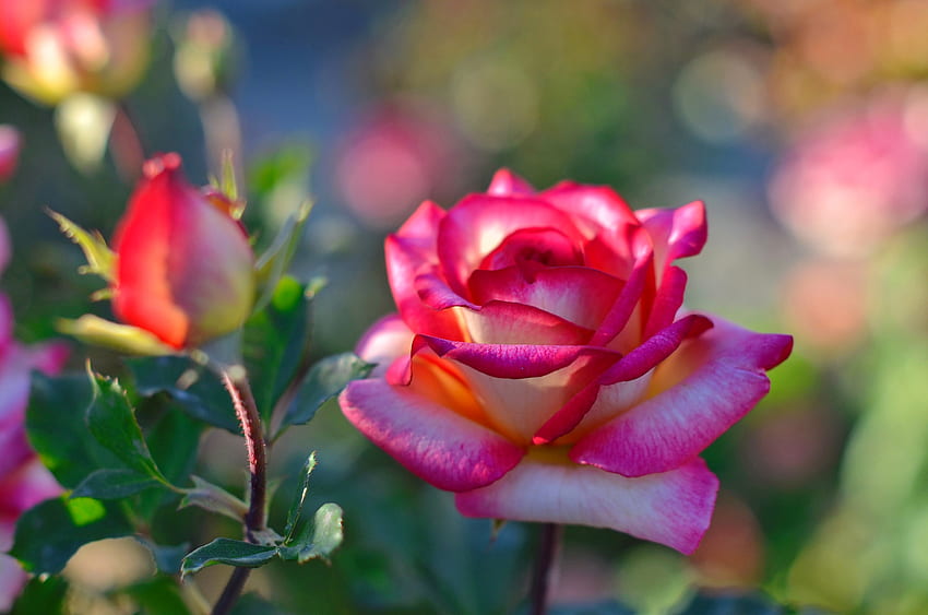 Mawar merah muda yang indah, kuncup, cantik, wangi, musim panas, mawar, merah muda, cantik, kelopak bunga, bunga, taman yang indah, aroma Wallpaper HD
