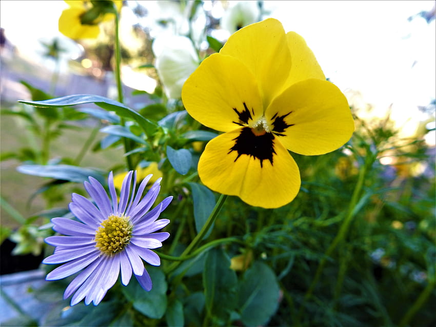 Spring Is Here, Blumen, Gänseblümchen, Viola, winzig HD-Hintergrundbild