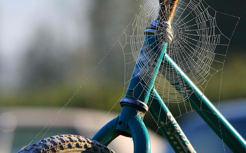 Web, , , Wheel, Bicycle, Frame HD wallpaper
