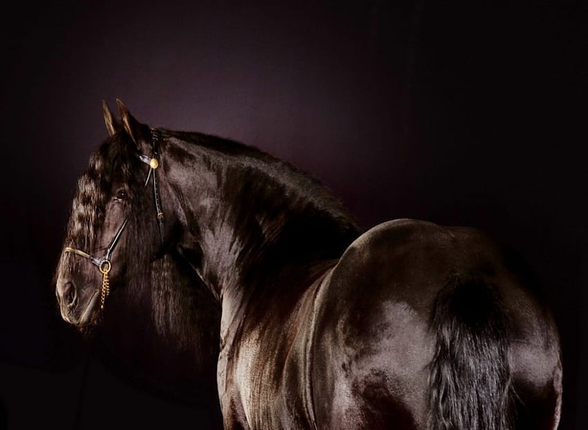 Schöner alter Kerl, Pferd, braun, stark, gutaussehend HD-Hintergrundbild