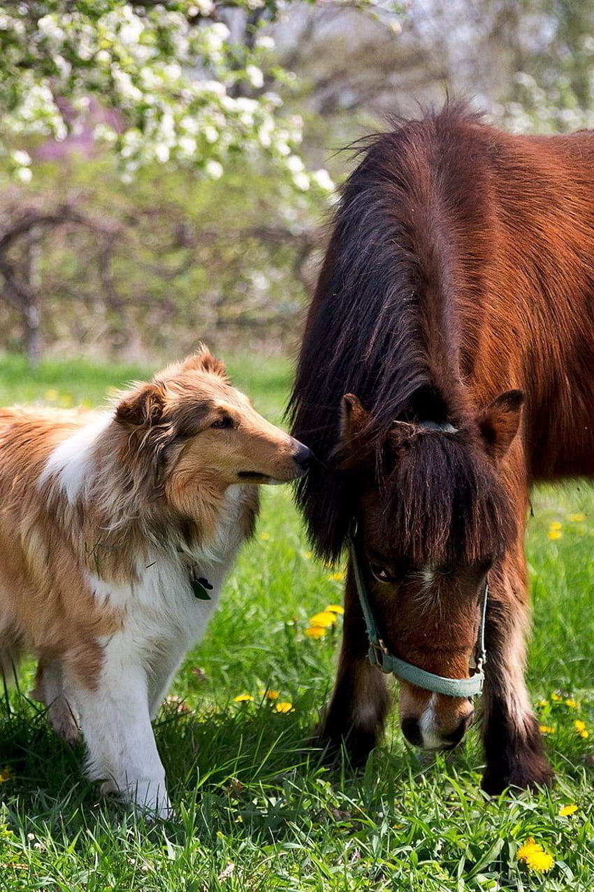 Collie, Dog, Horse, Grass, Friendship Iphone 4s 4 For Parallax Background HD phone wallpaper