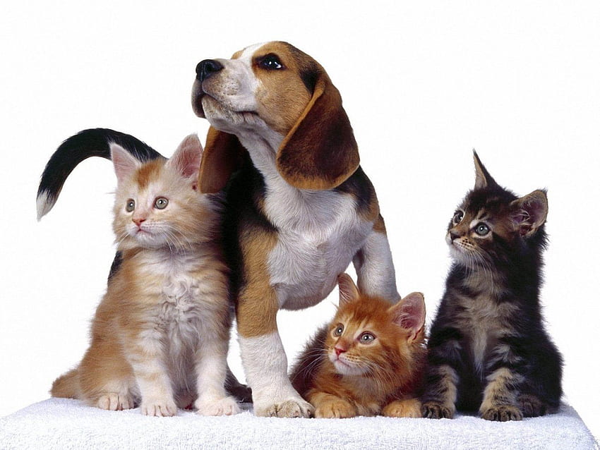 Of Funny Cats And Dogs HD wallpaper