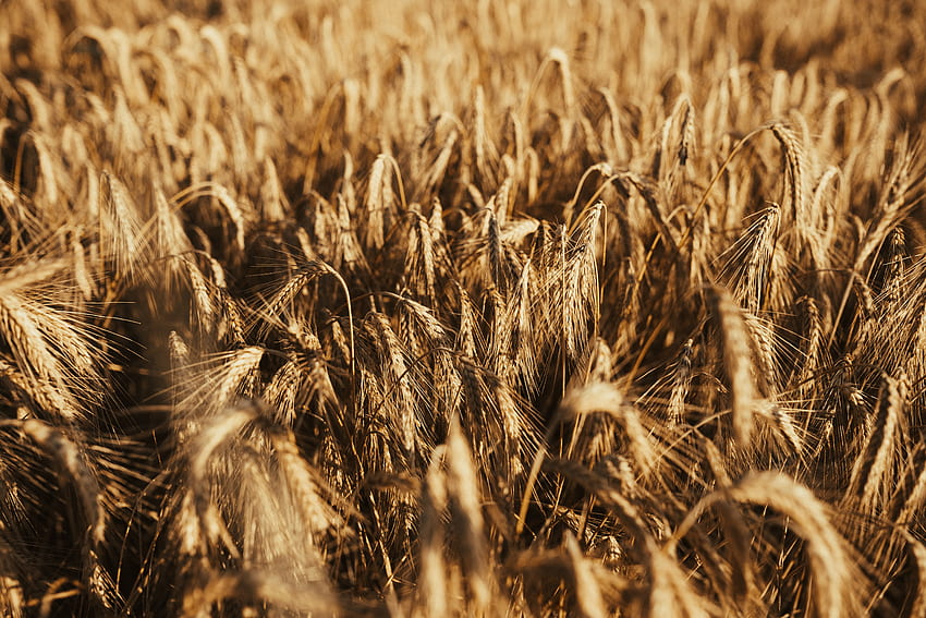 naturaleza, trigo, campo, orejas, seco, espigas fondo de pantalla