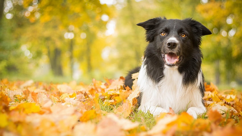 秋の犬、犬、甘い、秋、かわいい、葉、動物、ペット、秋、自然、葉、 高画質の壁紙