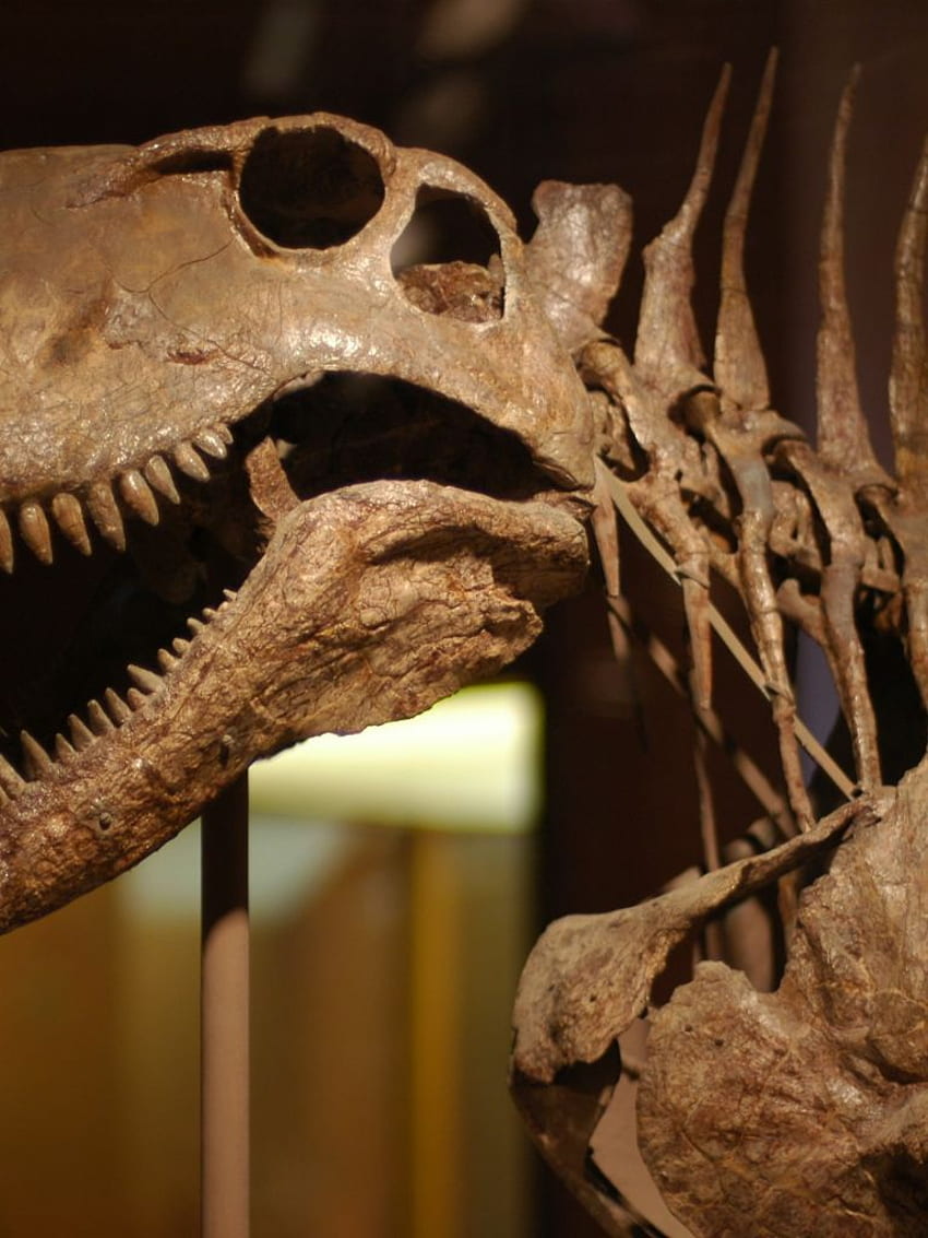 恐竜の骨 20131 オープンウォール []、モバイル、タブレット用。 恐竜の骨格を探索します。 恐竜の骨格、スケルトン、スケルトン、恐竜の化石 HD電話の壁紙