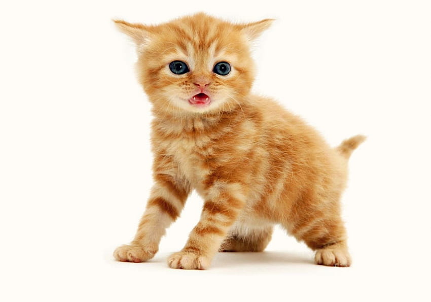 Kitten, animal, white, cute, cat, orange, ginger HD wallpaper
