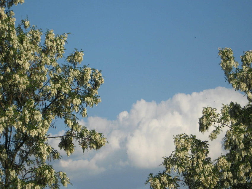 acacia, clouds, spring, blossom, tree HD wallpaper