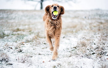 why does my dog run away with the ball