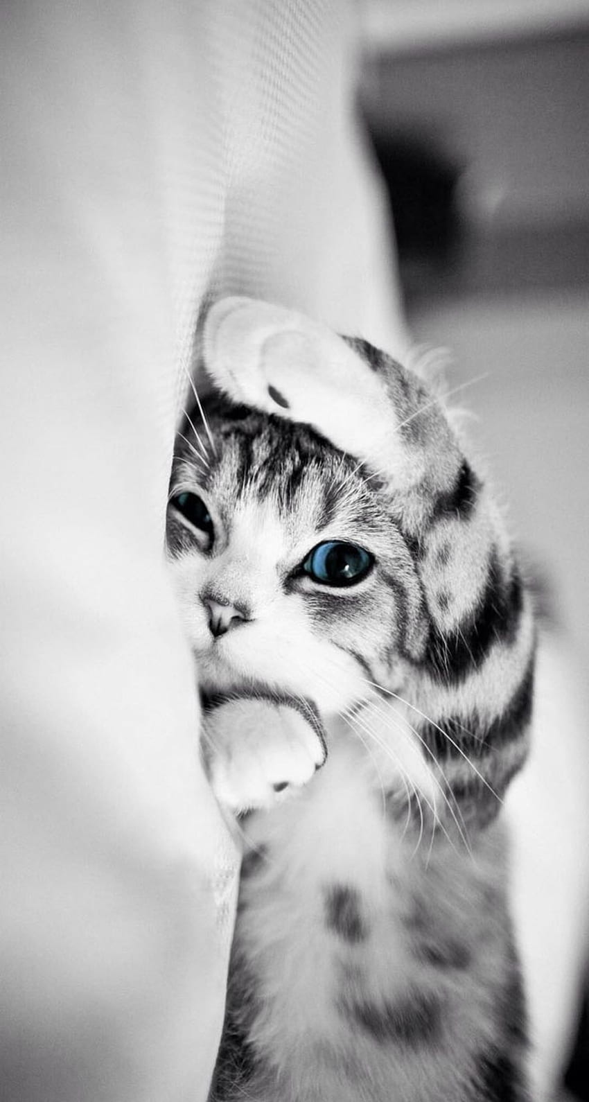 Nettes Katzen-iPhone. Kucing Cantik, Piaraan, Anak Kucing Lucu, lustige Katze HD-Handy-Hintergrundbild