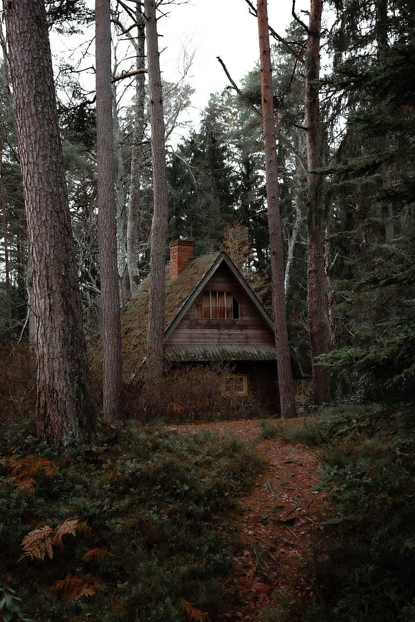 Nature, Trees, Privacy, Seclusion, , , Forest, Small House, Lodge HD phone wallpaper