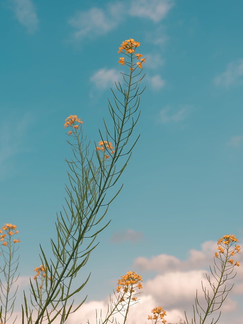 Flowers, Summer, Plant HD phone wallpaper