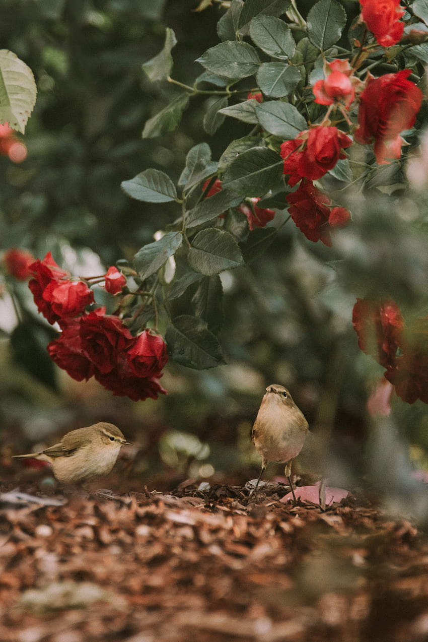 Animals, Flowers, Birds, Roses HD phone wallpaper | Pxfuel