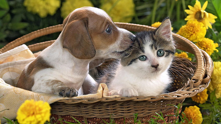 Animals, Flowers, Friendship, Kitty, Kitten, Puppy, Basket HD wallpaper