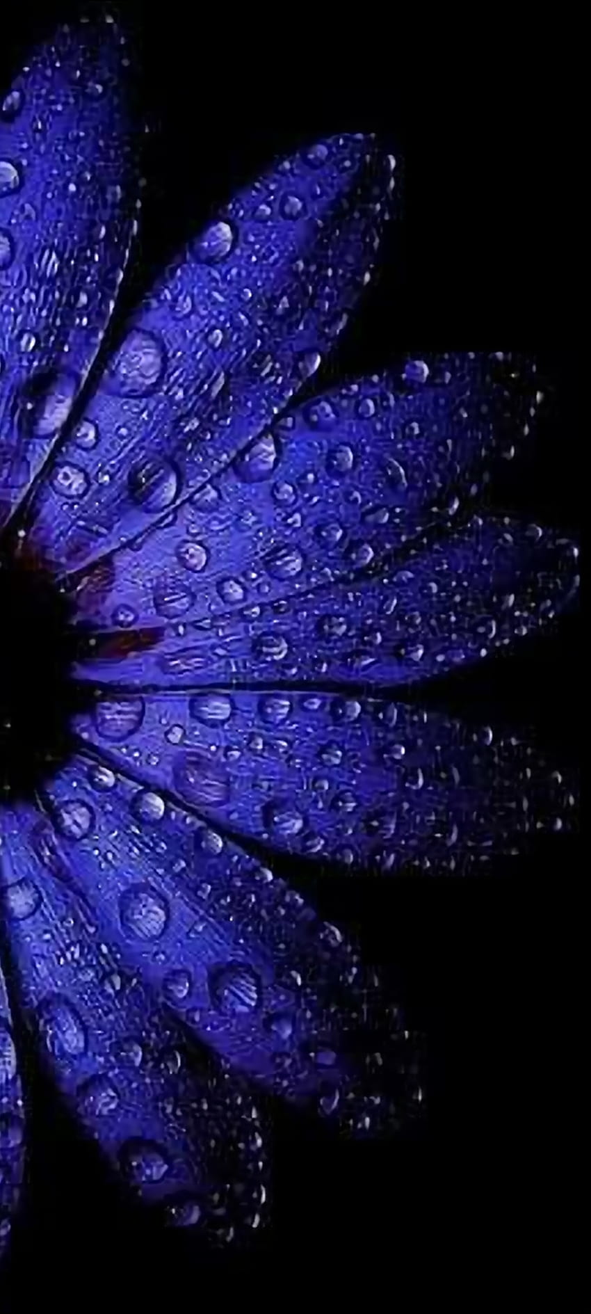 LoveLife, petal, blue, flower HD phone wallpaper