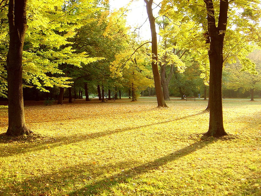 Есенен парк, есен, природа, трева, парк, дърво HD тапет