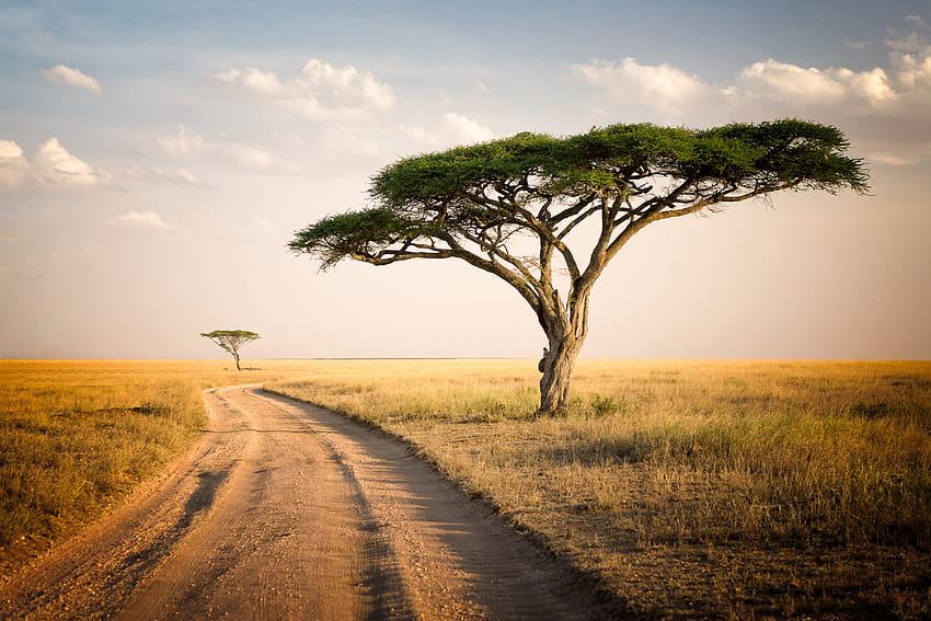 Road to forest, landscape, national park, Africa HD wallpaper